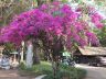 Тайланд. Южная Паттая. Розовое дерево