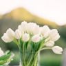 Белые тюльпаны в стакане