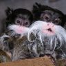 Усатые бородатые обезьяны