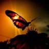 Бабочка на закате