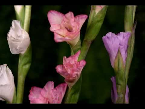 Видео. П.И.Чайковский - "Вальс цветов"  из балета "Щелкунчик"
