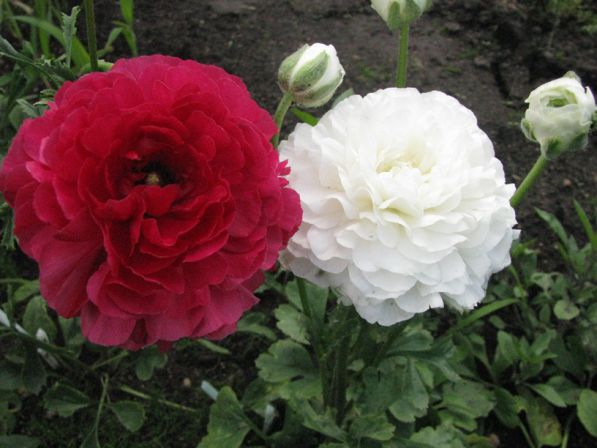 Ранункулюсы