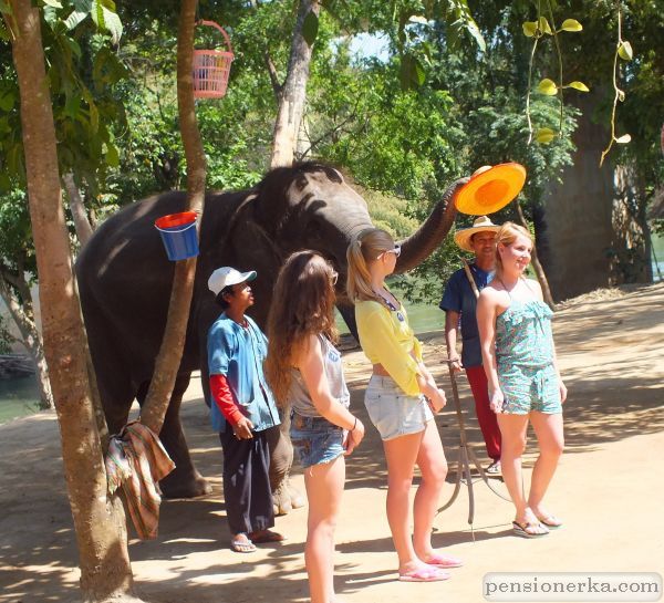 Тайланд. Южная Паттая. Слон снимает шляпу