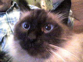 Сиамская кошка