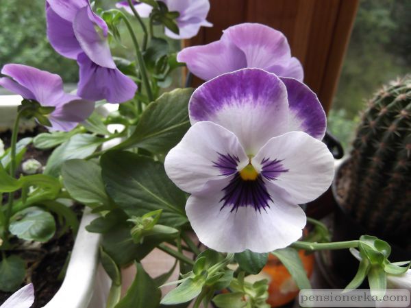 DSCF0096