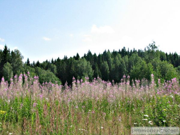 Кипрей на краю оврага
