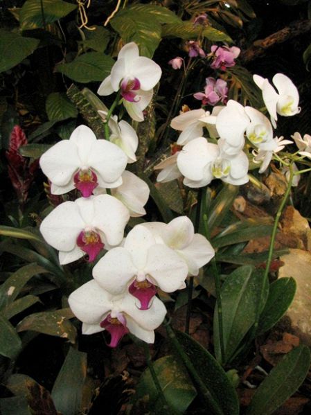 орхидеи 3
