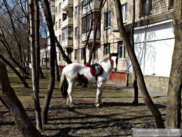 Хозяин на обеде, ждём-с