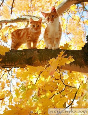 Осенние коты