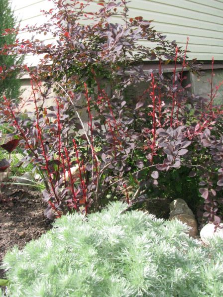 Барбарис на фоне полыни