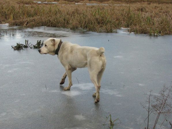 Декабрьский ледок. Проба