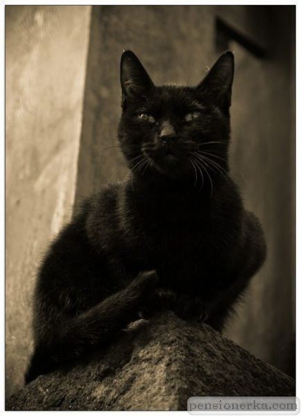 Хитрая черная кошка