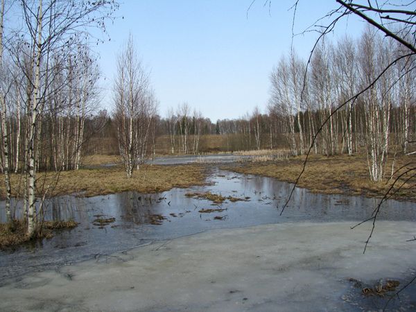 Любимое болотце в конце апреля