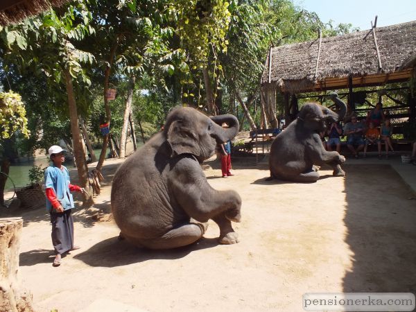 Тайланд. Южная Паттая. Шоу слонов
