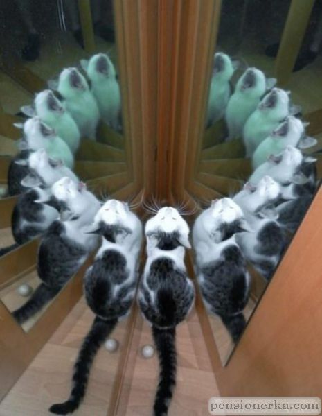Котэ вызывает  сотону