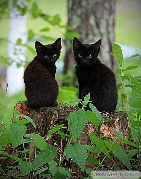 Черные котята