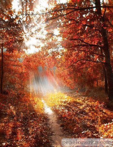 Солнце сквозь деревья осенью