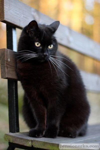 Черная кошка с усами
