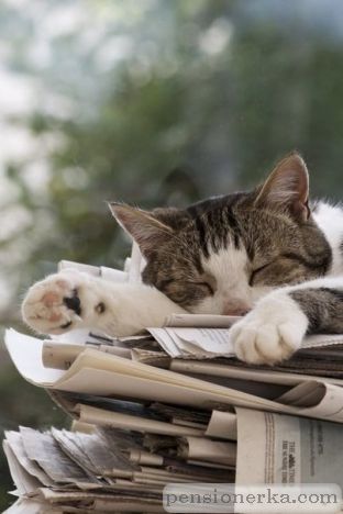 Кошка с газетами. Фото