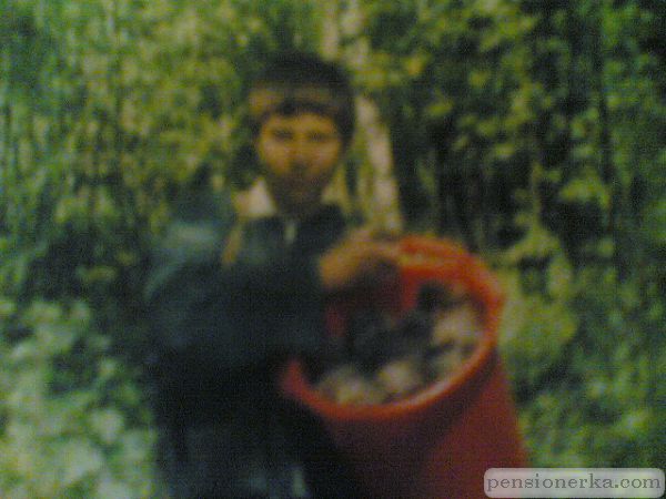 За шишками