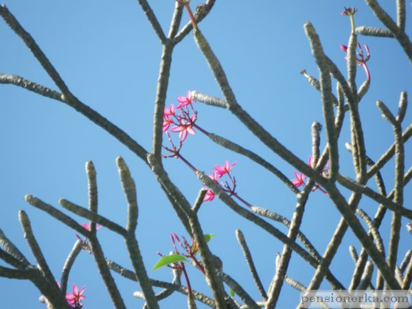 Тайланд, Южная Паттая. Розовые цветы на голом дереве