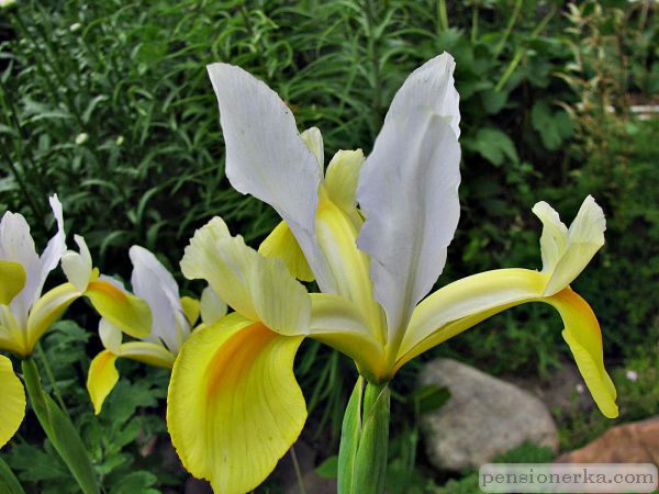 Ирис голландский