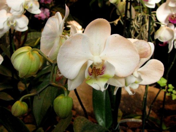 орхидеи4