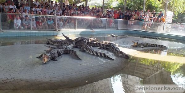 Тайланд. Южная Паттая. Шоу с крокодилами