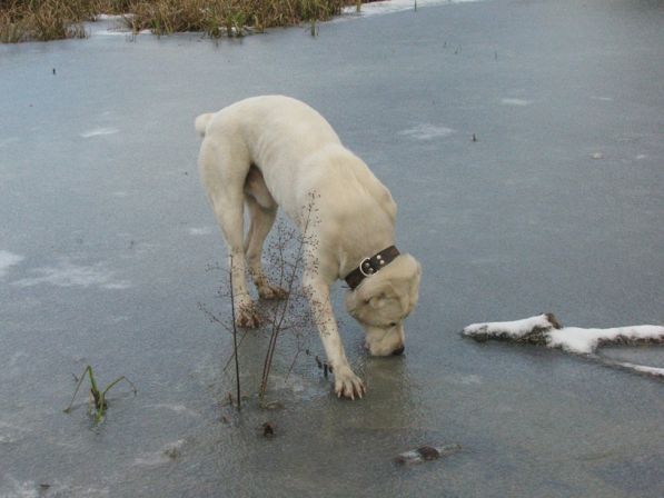 Не вмерзла ли косточка случаем?