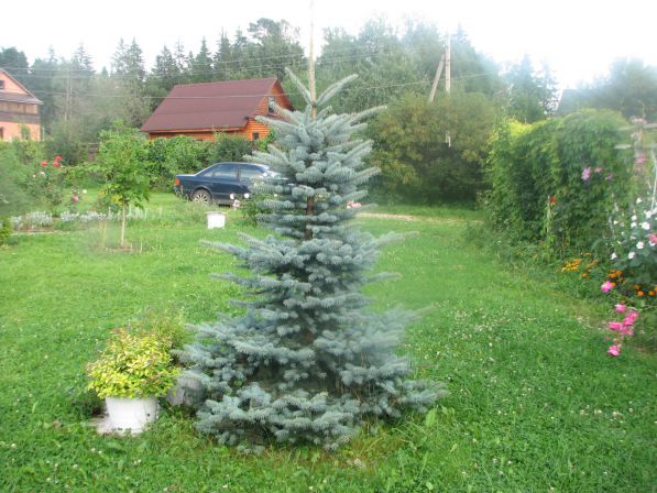 Голубая ёлочка, почти , как у Кремля, но наша лучше!;-)