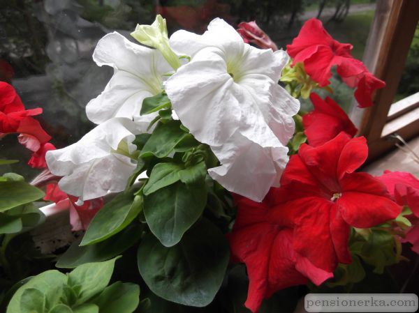 DSCF0095