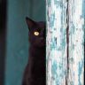 Черная кошка выглядывает