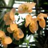 орхидеи 7