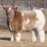 Плюшевая корова из Айовы2698