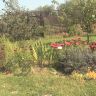 Осень островок астр (астральный) ;-)