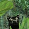 Черная пантера в джунглях