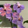 Фиолетовая орхидея в крапинку