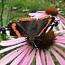 Любительница эхинацеи