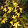 орхидеи желтого цвета