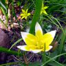 Тюльпан ботанический.