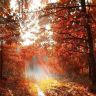Солнце сквозь деревья осенью