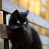 Черная кошка с усами