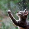 Котенок и окно во время дождя