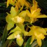 желтые орхидеи