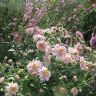 Хризантема бело-розовая ранняя