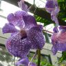 Орхидея в крапинку
