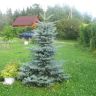 Голубая ёлочка, почти , как у Кремля, но наша лучше!;-)