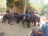 Тайланд. Южная Паттая. Деревня слонов