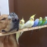 Любимые животные