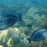 Подводный мир Красного моря. Хургада (Египет)